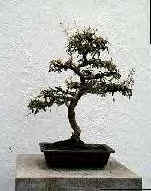 Bonsai10.bmp (87150 octets)