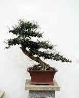 Bonsai11.bmp (89142 octets)