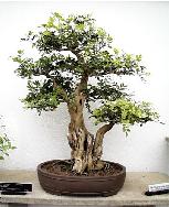 Bonsai12.jpg (8992 octets)