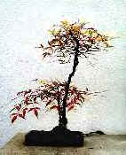 Bonsai13.bmp (74954 octets)
