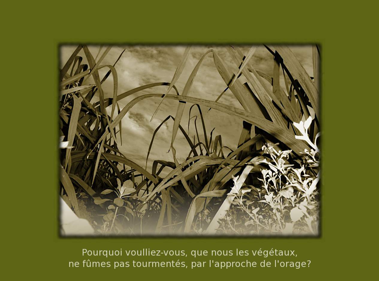 poireau5.jpg (107884 octets)
